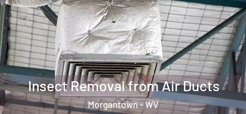Insect Removal from Air Ducts Morgantown - WV